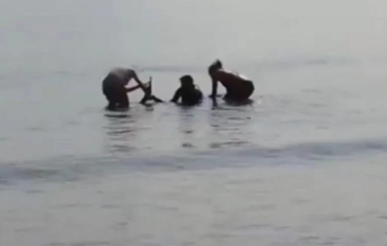 Δελφίνι βγήκε σε παραλία των Χανίων (βίντεο)